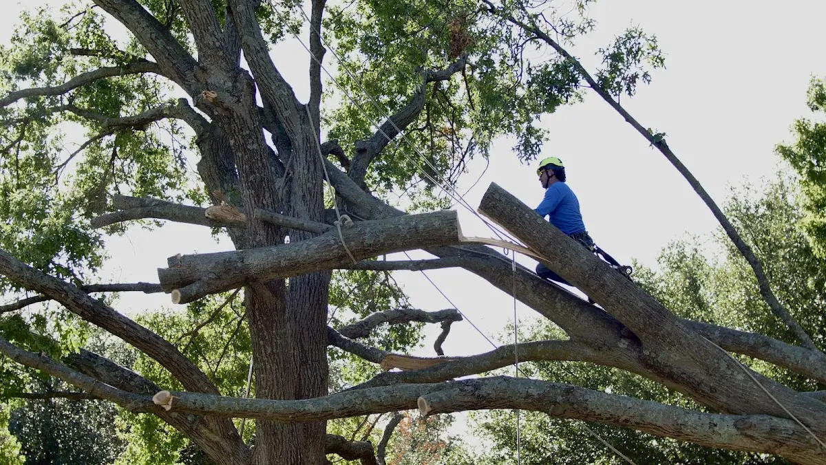 Professional Hazardous Tree Removal performed by certified arborists in Baldwin City