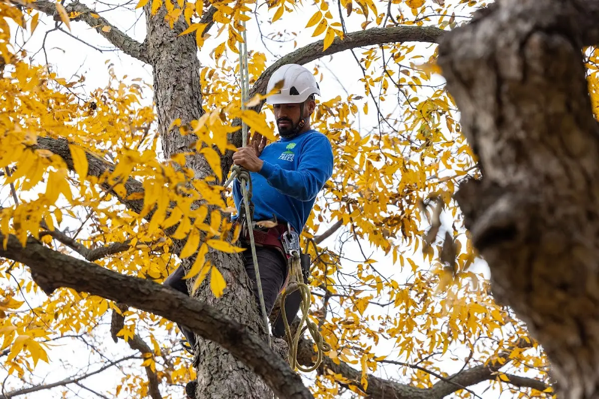 Skilled Tree Transplanting crew working in Baldwin City